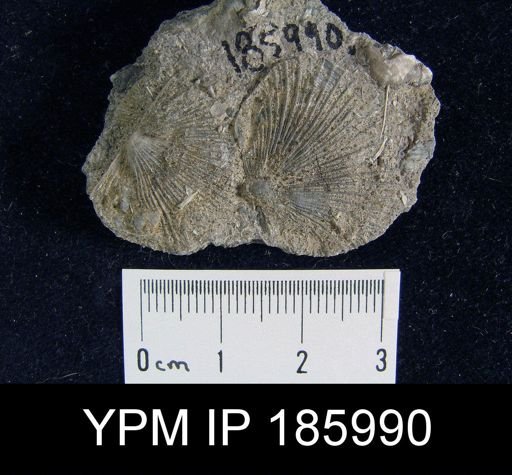 Derbya crassa