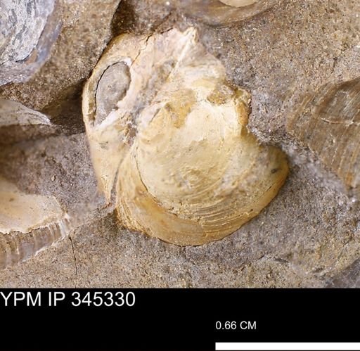 undet. Bivalvia