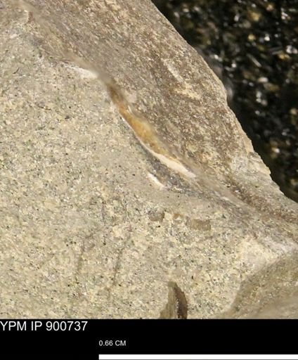 undet. Mollusca