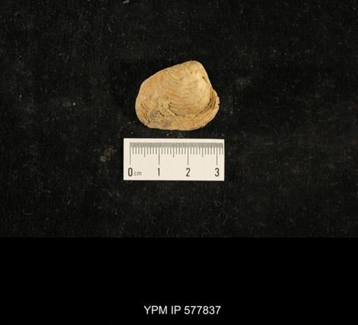 Crania modesta