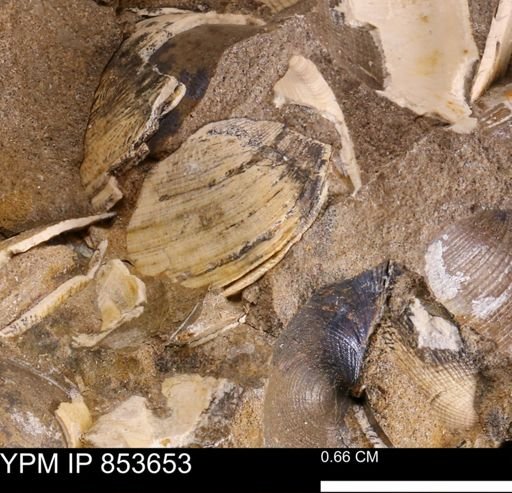 Limopsis striatopunctatus