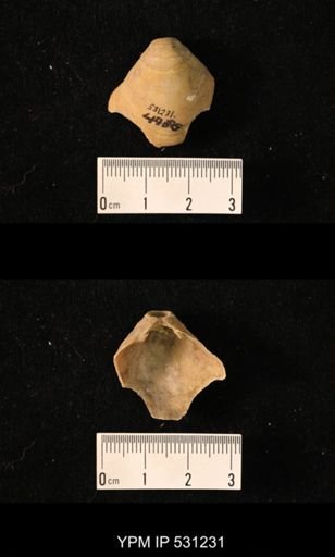 Pliothyrina