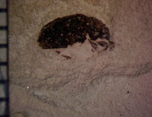 Curculionidae?