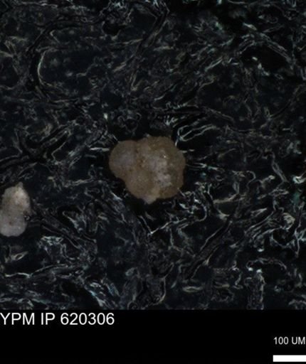 undet. Foraminiferida