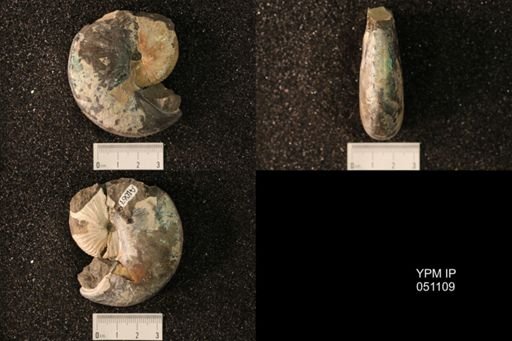 Hoploscaphites nicolletii