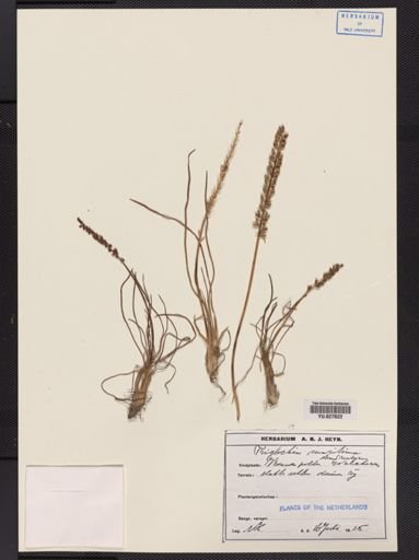 Triglochin maritimum