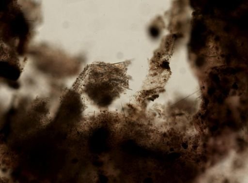 Mycale microsigmatosa