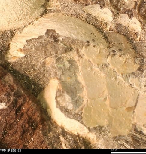 Ammonoidea