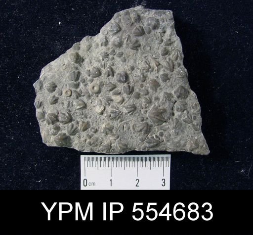 Hyattidina congesta junea