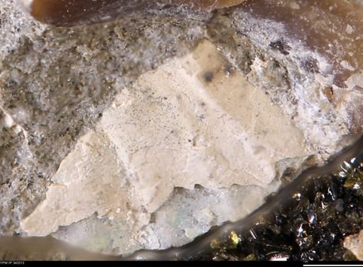 undet. Bivalvia