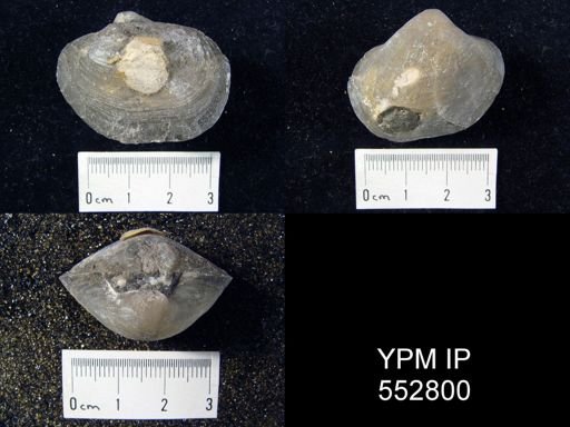 Reticularia lineata