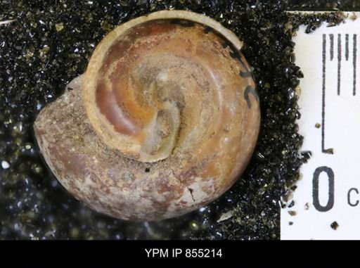 Euspira obliquata