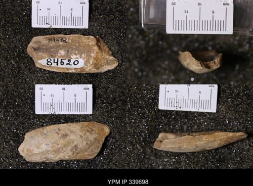 Unio cf. priscus