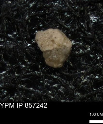 undet. Foraminiferida