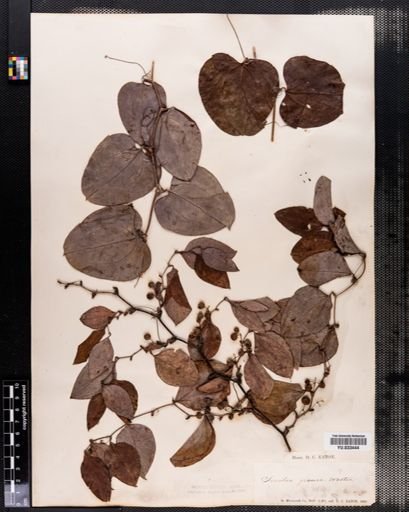 Smilax glauca