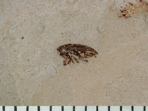undet. Cryptorhynchinae