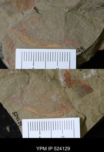 undet. Arthropoda