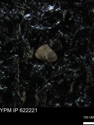 undet. Foraminiferida