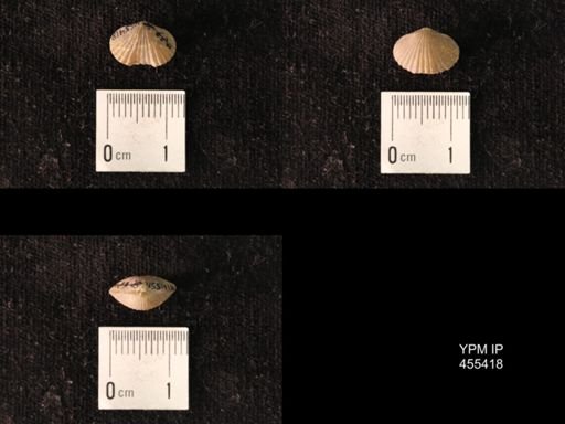 Platystrophia morrowensis