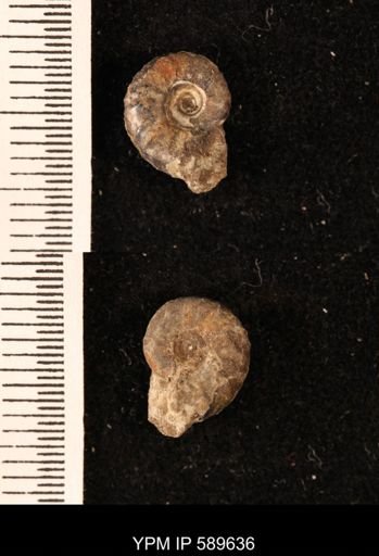 Hoploscaphites comprimus