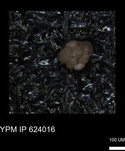 undet. Foraminiferida