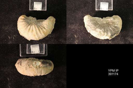 Scaphitidae