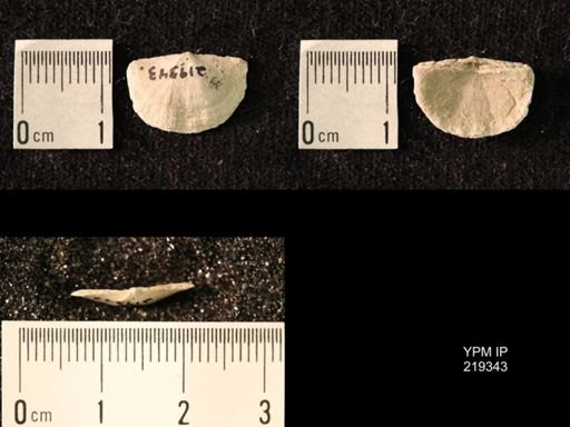 Chonetes granulifer