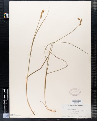 Carex scoparia