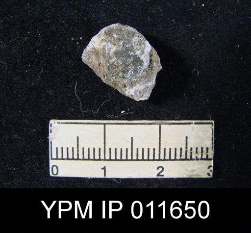 Marginifera cristobalensis
