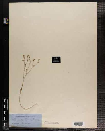 Plantae