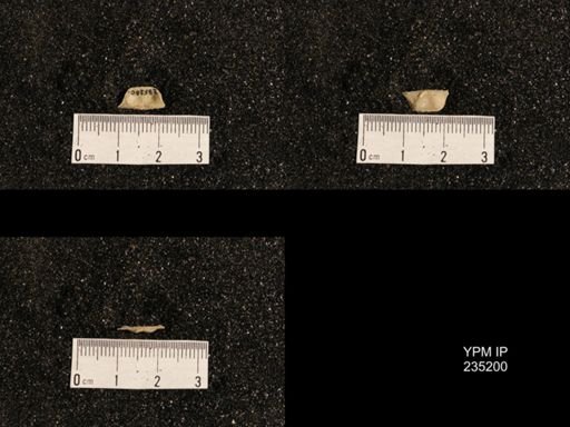 Lissochonetes geinitzianus var. plattsmouthensis