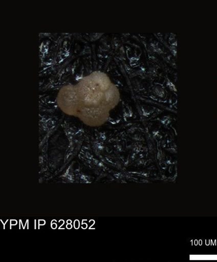 undet. Foraminiferida