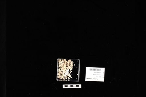 Necturus maculosus