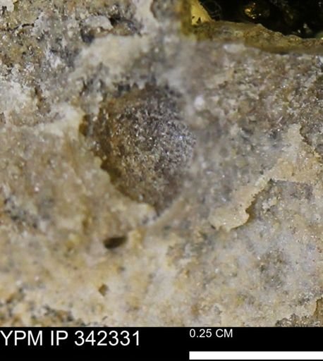 undet. Mollusca