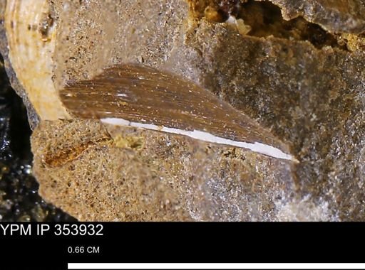 undet. Bivalvia