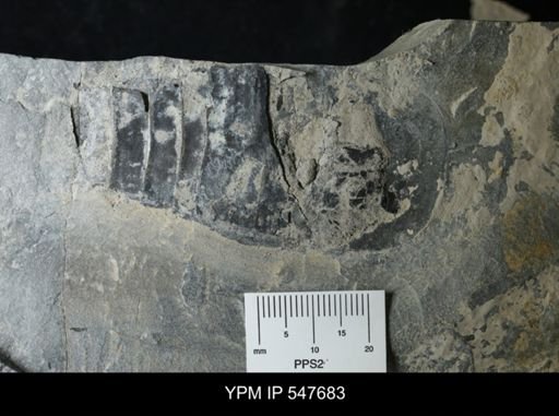Eurypterus sp.