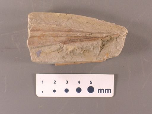 Cyperites