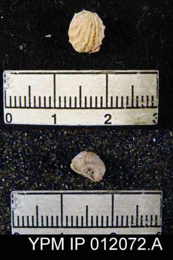 Hustedia meekana