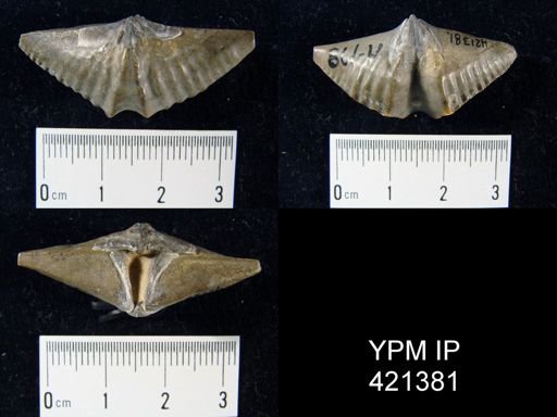 Alatiformia sp.