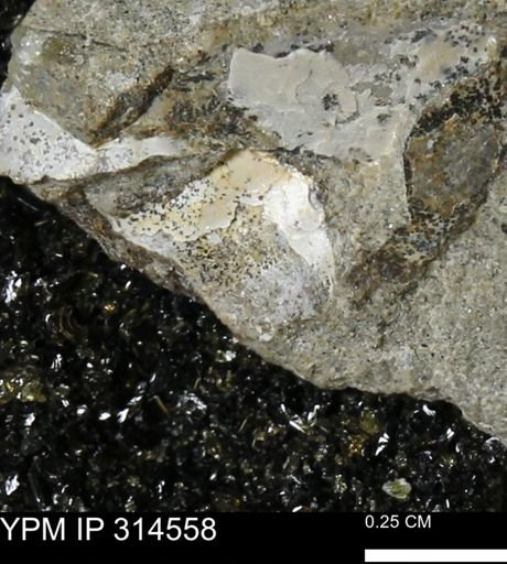 undet. Mollusca