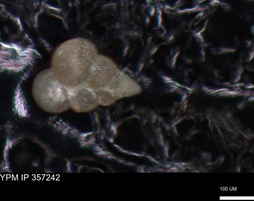 undet. Foraminiferida