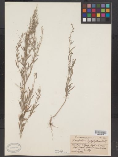 Chenopodium leptophyllum