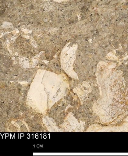 undet. Mollusca