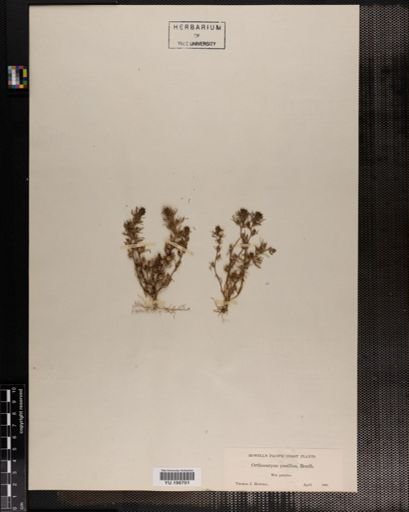 Plantae
