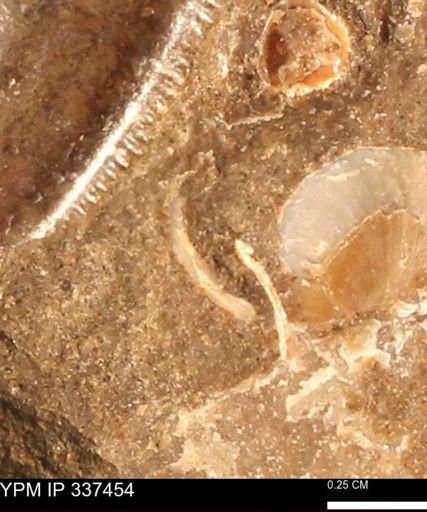 undet. Bivalvia