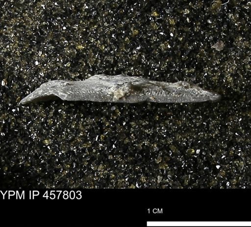 Strophodonta sp.