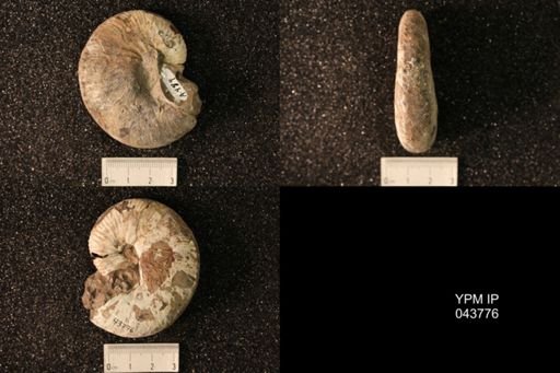 Hoploscaphites nicolletii