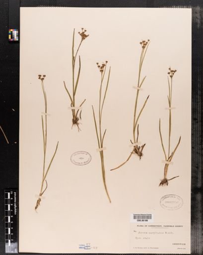 Juncus marginatus