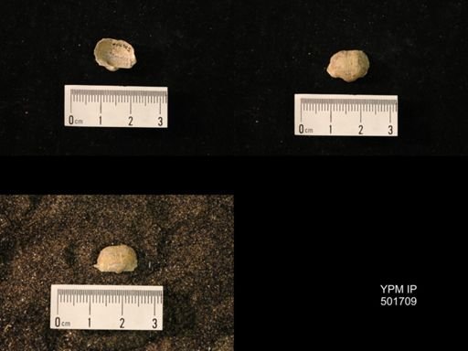 Marginifera splendens