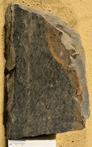 Lepidodendron sp.